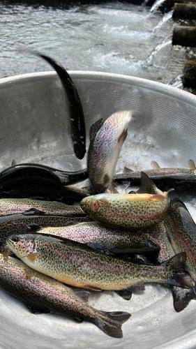 a bunch of fish sitting in a bowl at Cottage ,,Okatsia” ოკაციას კოტეჯები in Gordi