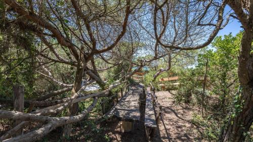 a wooden path through a forest with trees at Erica in Sassetta