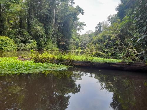 a river in the middle of a jungle at Hotel Serendipity in Tortuguero