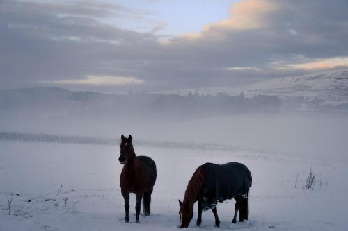 two horses standing in a snow covered field at Wilderkin Cabin in West Linton
