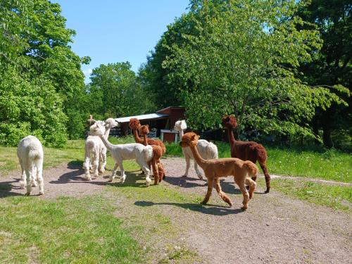 a group of animals standing on a dirt road at Månsarps skogs- och alpackagård in Vimmerby