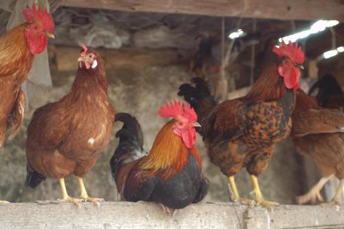 ファームステイの敷地内または近くにいる動物