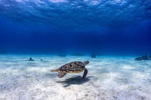 a green sea turtle swimming in the water at Alona Garden Suites in Panglao