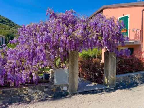 a bunch of purple wisterias hanging over a fence at La Casa dei Glicini in Levanto