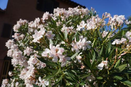 a bunch of white flowers on a tree at Eden - Nel Cuore Della Natura in Compignano