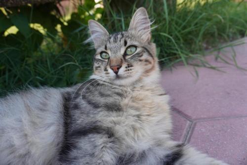 a cat with green eyes sitting on a sidewalk at Eden - Nel Cuore Della Natura in Compignano