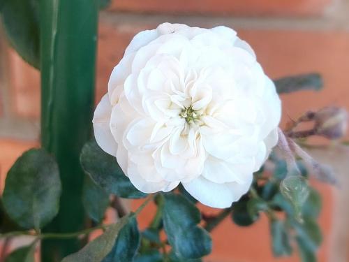 a white flower on top of a green plant at Eva apartman in Gornji Milanovac