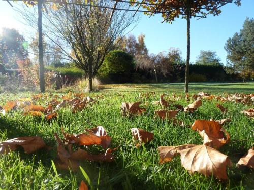 a field full of leaves in the grass at La Couette de l'Ours in Aywaille