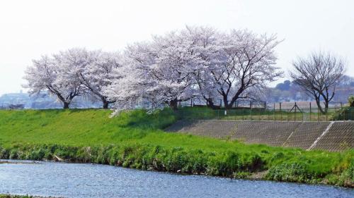 a group of trees on a hill next to a river at Toyoko Inn Shiki eki Higashi guchi in Shiki