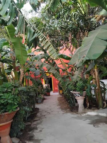 a garden with a bunch of banana trees and plants at Auberge Africa Thiossane in Saly Portudal