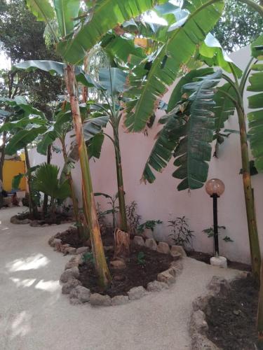 a group of banana trees in front of a building at Auberge Africa Thiossane in Saly Portudal