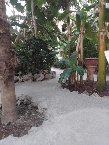 a street with trees and plants in a park at Auberge Africa Thiossane in Saly Portudal