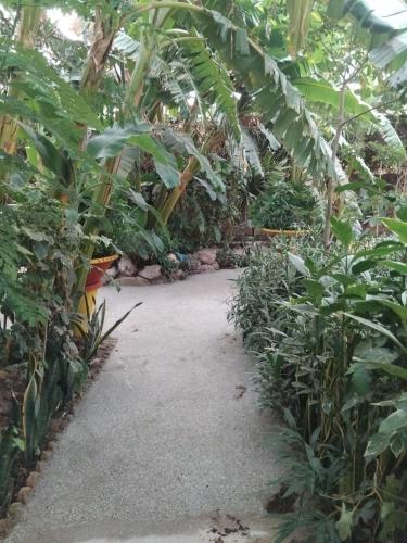 a walking path in a garden with plants at Auberge Africa Thiossane in Saly Portudal