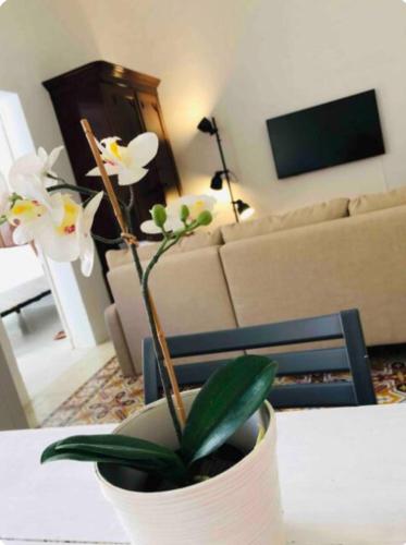 TV a/nebo společenská místnost v ubytování Stylish accommodation in Sliema Exiles