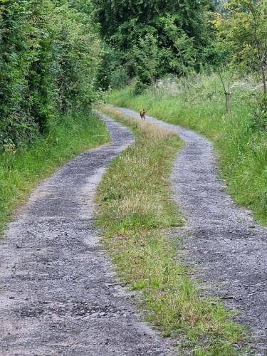 a dog is walking down a dirt road at Iris Cottage in Ráistín