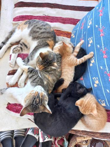 a group of cats laying on a blanket at Nubian Lotus in Aswan
