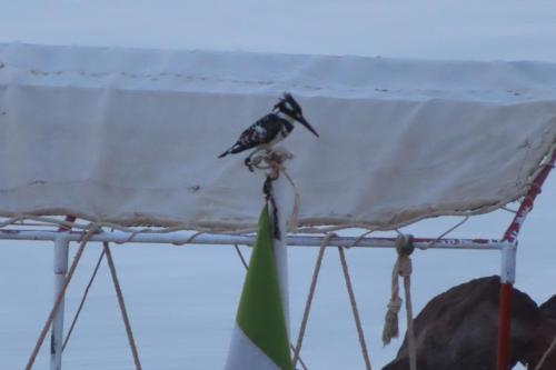 a bird sitting on top of a boat at Nubian Lotus in Aswan