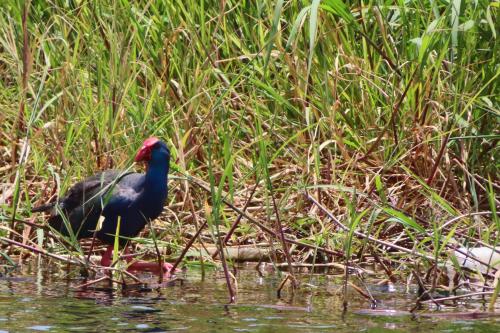 a bird in the water near some tall grass at Nubian Lotus in Aswan