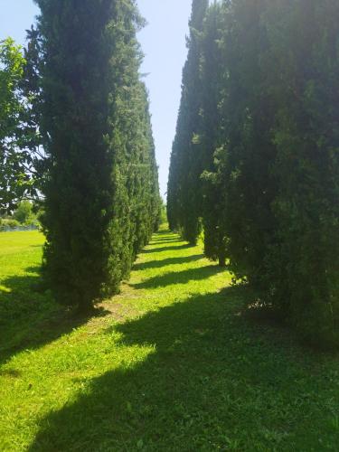 a row of trees in a field of grass at Villa Fontana in Capannori