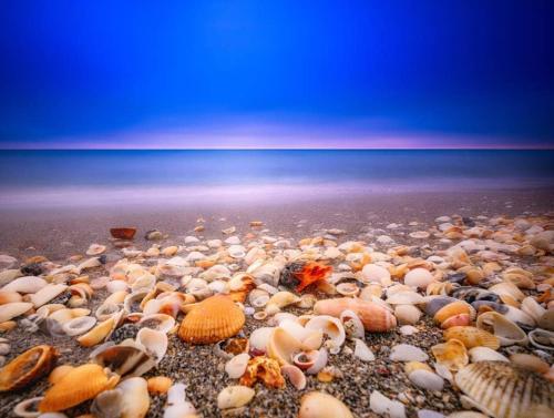 a group of shells on the beach at 4br Private Guest Suite Pool Pga Beaches in Palm Beach Gardens
