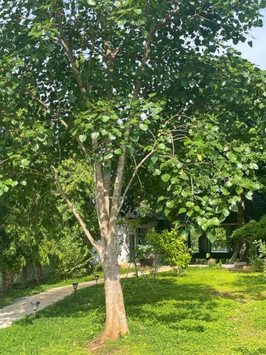 a tree in the grass in a park at Casa Khang - a peaceful cottage close to HCMC in Xã Cam Mỹ