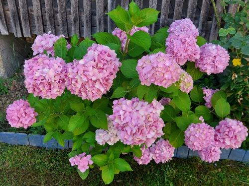 a bunch of pink flowers in a garden at Kuća za odmor Mažuran in Karlovac