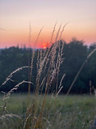 a field of tall grass with the sunset in the background at La Maison de l'Andelot in Monteignet-sur-lʼAndelot