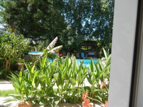 a group of plants in front of a pool at Kritos Apartments with Two Bedrooms in Argaka
