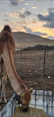 a camel is drinking water from a fence at אוהל בוסתן הזיתים in Midreshet Ben Gurion