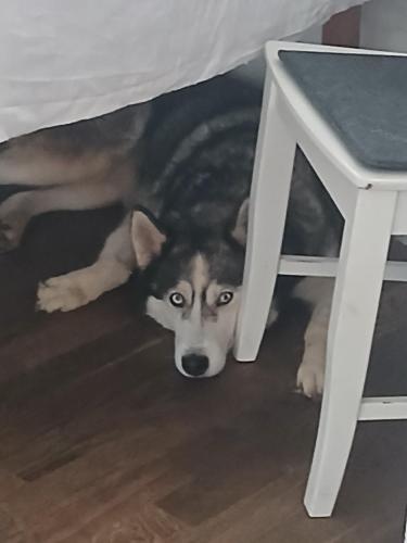 a dog laying under a bed under a table at Privatgästezimmer Familie Fröhlich in Leibnitz