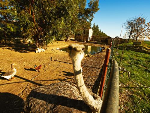 a llama looking over a fence at some birds at Borgo Valle Rita in Ginosa Marina