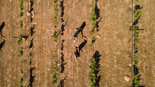 an overhead view of a person standing in a field at Bajo Estrellas Hotel Contemporáneo in Valle de Guadalupe
