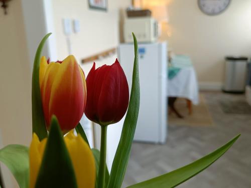 a bouquet of red and yellow tulips in a kitchen at Snowberry Cottage in Borve