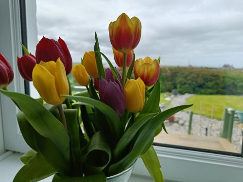 a vase filled with colorful tulips in a window at Snowberry Cottage in Borve