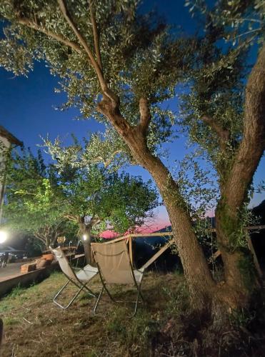 a couple of chairs under a tree at night at L'Antica Quercia B&B in CastellʼUmberto
