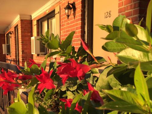 a plant with red flowers in front of a building at Motel Du Fleuve in Brossard
