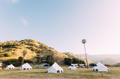 a group of tents in a field with a palm tree at White’s Landing Catalina Camp in Avalon