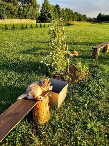 Taman di luar Viesu nams “Bauļi”