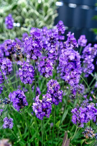 a bunch of purple flowers in a garden at Luxurious Escape - Room LoveSerenity with pool and jacuzzi in Brussels