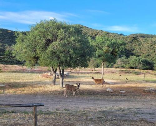 two deer standing in a field next to a tree at Five Points House with Amazing Views in Tehachapi