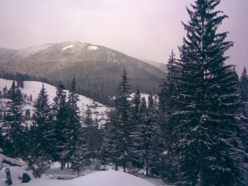 a group of pine trees with a mountain in the background at Khatky Na Penkakh in Vorokhta