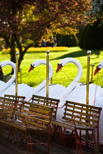 a group of swans in a park with chairs at Mandarin Oriental, Boston in Boston