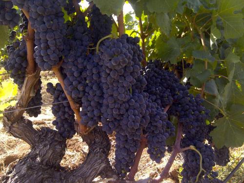 a bunch of grapes hanging from a tree at Borgo Valle Rita in Ginosa Marina
