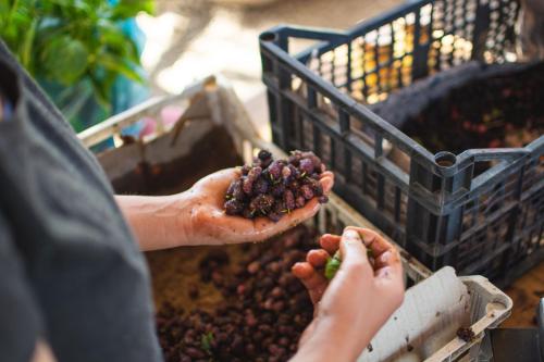 a person holding a bunch of grapes in their hands at Nectar Rentals in Varákkes