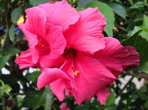 a close up of a pink flower on a tree at Hotel Central Boquete in Boquete