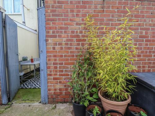 a group of plants in pots next to a brick wall at North Terrace in Saltburn-by-the-Sea