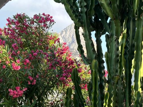 a cactus with flowers and a mountain in the background at Chalet Los Almendros con piscina privada in Calpe