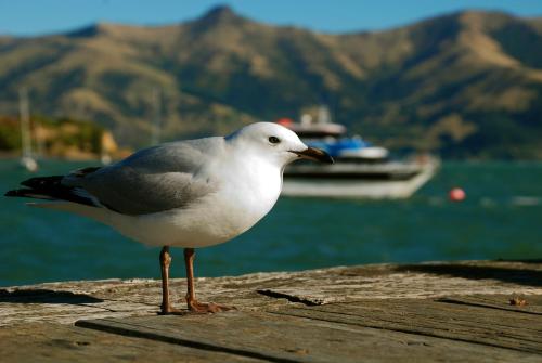 a seagull standing on a pier near the water at Akaroa Top 10 Holiday Park in Akaroa