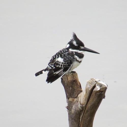 a bird perched on top of a tree stump at "The Gatehouse", Goosebumps - Cottage in Lake Brenton on Knysna Lagoon in Brenton-on-Sea