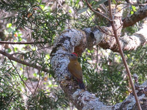a bird is sitting on a tree branch at "The Gatehouse", Goosebumps - Cottage in Lake Brenton on Knysna Lagoon in Brenton-on-Sea